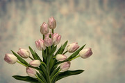 郁金香花朵圖片