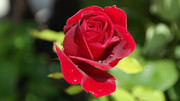 高清红玫瑰图片