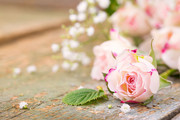 木板上的粉色玫瑰花朵摄影