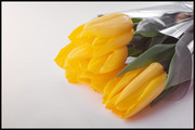 黄色郁金香鲜花图片素材