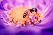 高清蜜蜂图片