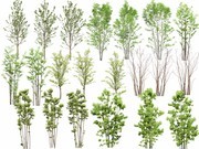 园林植物景观树木图片下载