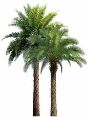 植物景觀椰樹圖片