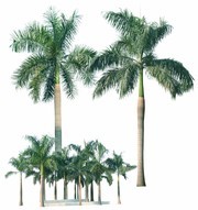 植物景观椰树图片素材