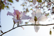 高清紫荆花图片