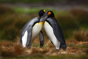 兩個抱在一起的企鵝攝影圖片