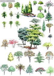 园林景观植物树木图片素材