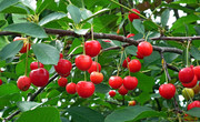 成熟的红樱桃图片