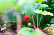 鲜艳的草莓高清图