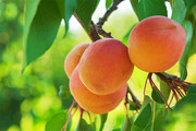 桃树上的桃子图片高清