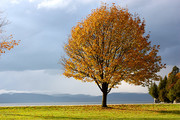 秋季草地大树风景图片