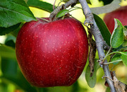 红苹果高清图片素材