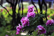 紫牡丹花圖片