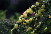 黄刺玫花图片