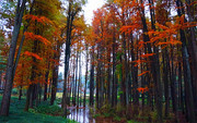 秋季金黄的树林实景摄影图