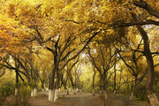 秋天森林风景高清图片素材