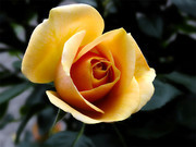 黄色玫瑰花近景图片