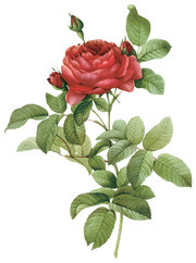 手绘红色玫瑰图片