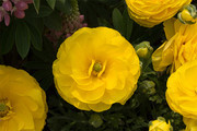 黄色的花毛茛图片