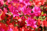 盛开的杜鹃花花卉图片素材