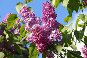 紫色丁香花花卉图片素材