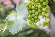 未成熟的葡萄水果种植图片素材