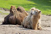两只骆驼图片