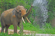喷水的大象野生动物园摄影图片素材