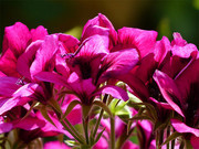 天竺葵粉色花朵图片下载