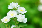 白色蔷薇花高清图片下载