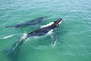 鲸鱼海洋动物图片