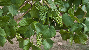 青葡萄葡萄种植图片设计素材