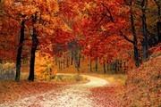深秋的树林风景图片素材