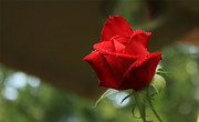 带水珠的红玫瑰高清图片素材