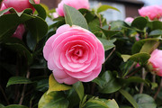 粉色茶花花朵图片下载