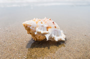 沙滩上的海螺高清图片素材