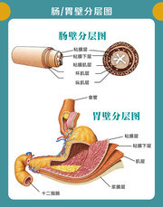 人体肠胃壁分层图素材
