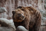 棕熊野生动物摄影图片素材