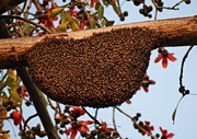 野生蜜蜂蜂窝图片素材