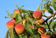 桃树上成熟的桃子水果果园摄影图片