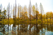 秋天树林风景图片下载