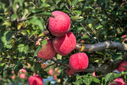 苹果园里的红苹果图片