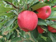 树上的红苹果高清图