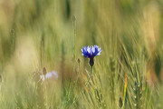 田地里盛开的蓝色花朵图片