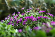 紫色瓜叶菊摄影图