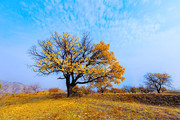 秋天枯黄的大树落叶风景图片