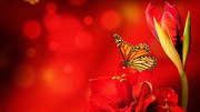 红色美人蕉花和蝴蝶摄影图片素材