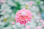 唯美粉色菊花花卉特写高清大图图片