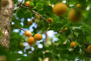 新疆小白杏水果摄影图片高清