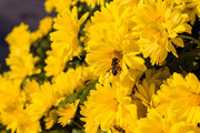 菊花上采蜜的蜜蜂图片